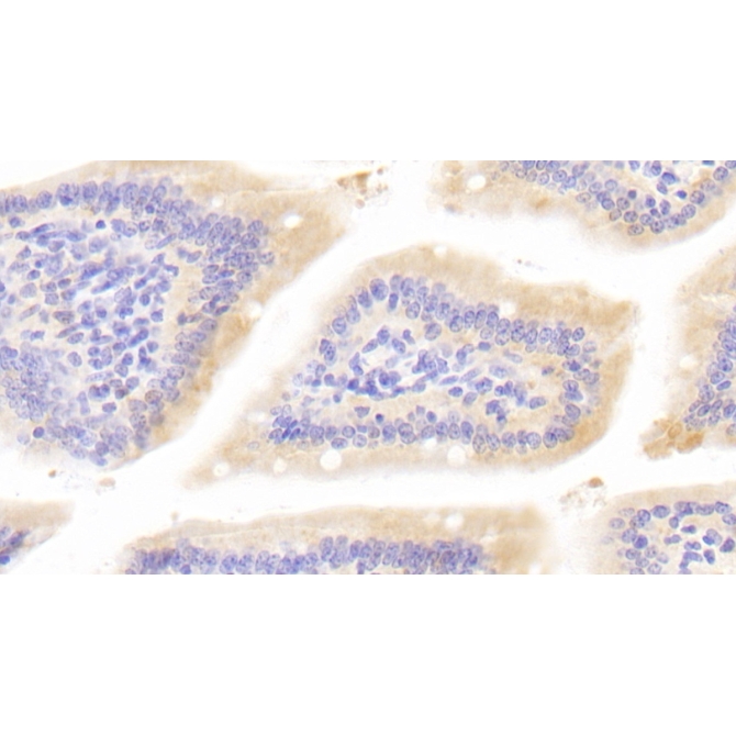 Bone Morphogenetic Protein 1 (BMP1) Mouse Polyclonal Antibody