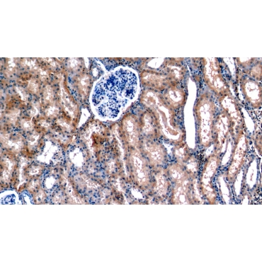 Amiloride Binding Protein 1 (ABP1) Human Polyclonal Antibody