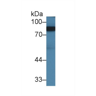 Amiloride Binding Protein 1 (ABP1) Mouse Polyclonal Antibody