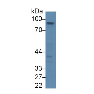 Amiloride Binding Protein 1 (ABP1) Mouse Polyclonal Antibody
