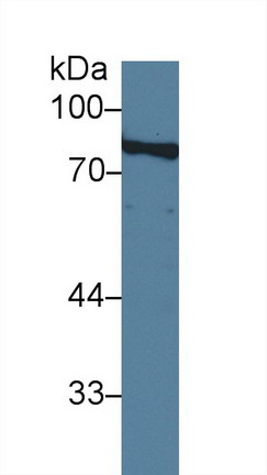Amiloride Binding Protein 1 (ABP1) Pig Polyclonal Antibody