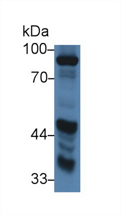 Amiloride Binding Protein 1 (ABP1) Pig Polyclonal Antibody