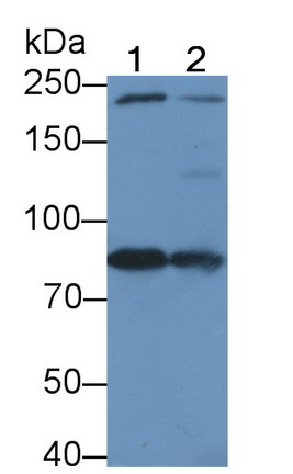 Amiloride Binding Protein 1 (ABP1) Rat Polyclonal Antibody
