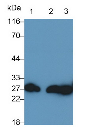Glutathione S Transferase Mu 2 (GSTM2) Rat Polyclonal Antibody
