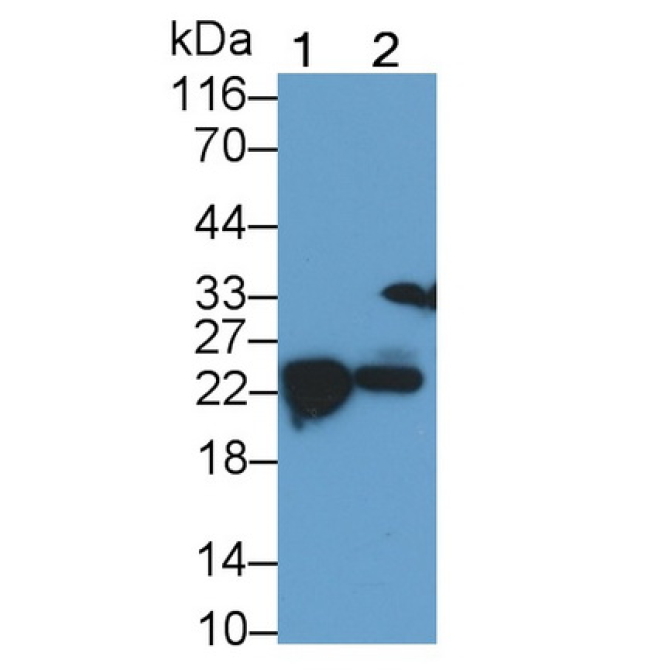 Interleukin 7 (IL7) Mouse Polyclonal Antibody