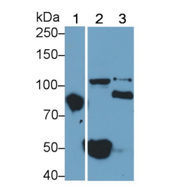 Toll Like Receptor 2 (TLR2) Human Polyclonal Antibody