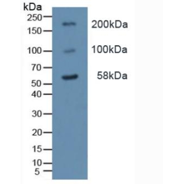 Toll Like Receptor 2 (TLR2) Human Polyclonal Antibody