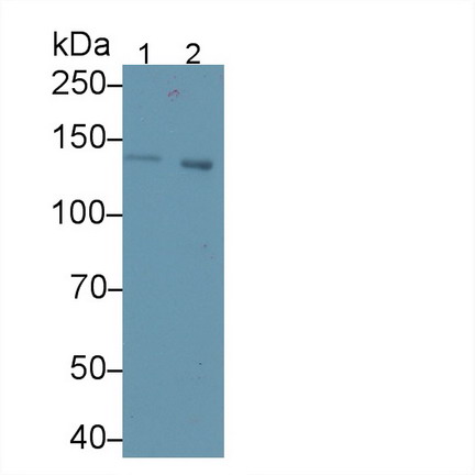 Cross Linked C-Telopeptide Of Type I Collagen (CTXI) Pan-species (General) Polyclonal Antibody