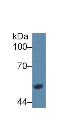 Glucokinase (GCK) Rat Polyclonal Antibody