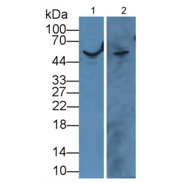 Angiopoietin 4 (ANGPT4) Human Polyclonal Antibody