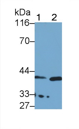 Kallikrein 11 (KLK11) Rat Polyclonal Antibody