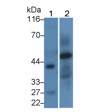 Homing Associated Cell Adhesion Molecule (HCAM) Human Polyclonal Antibody
