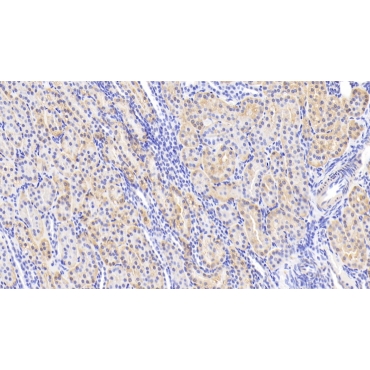 Slit Homolog 2 (Slit2) Human Polyclonal Antibody