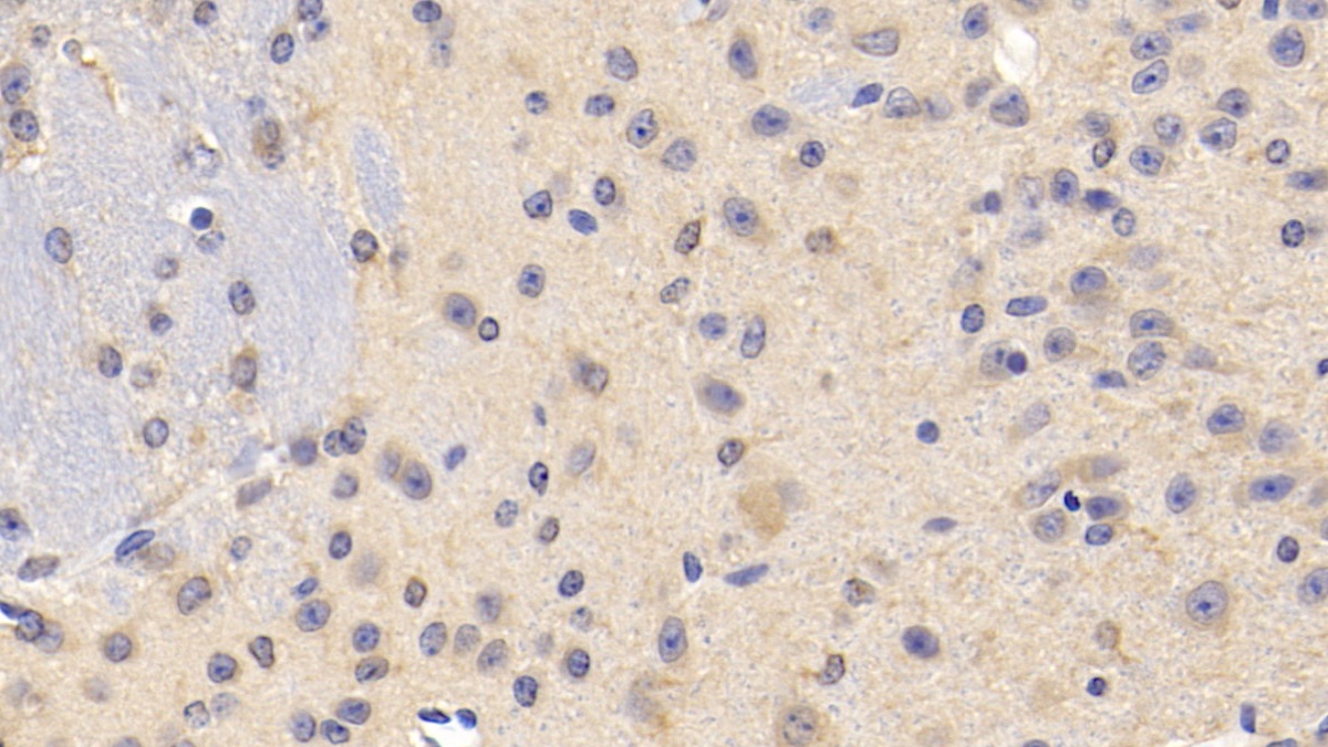 Slit Homolog 2 (Slit2) Mouse Polyclonal Antibody