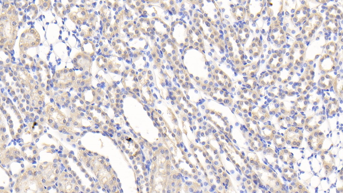 Slit Homolog 2 (Slit2) Rat Polyclonal Antibody