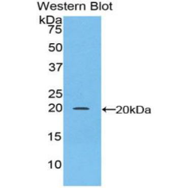 CCAAT/Enhancer Binding Protein Gamma (CEBPg) Human Polyclonal Antibody
