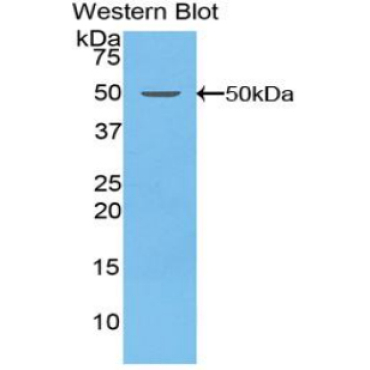 Coagulation Factor V (F5) Bovine (Cattle) Polyclonal Antibody