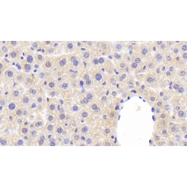 Coagulation Factor V (F5) Mouse Polyclonal Antibody
