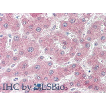 Coagulation Factor V (F5) Mouse Polyclonal Antibody