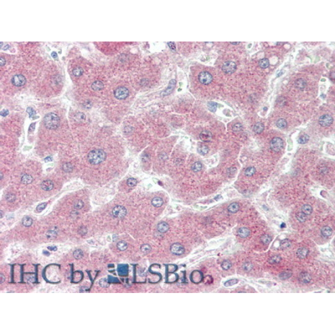 Coagulation Factor V (F5) Mouse Polyclonal Antibody