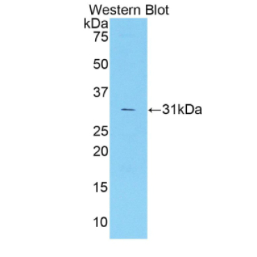 Coagulation Factor V (F5) Mouse Polyclonal Antibody