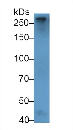 Coagulation Factor V (F5) Rat Polyclonal Antibody