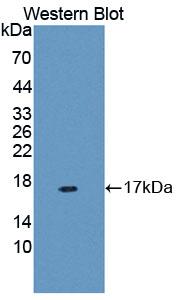 Mucin 5 Subtype B (MUC5B) Human Polyclonal Antibody