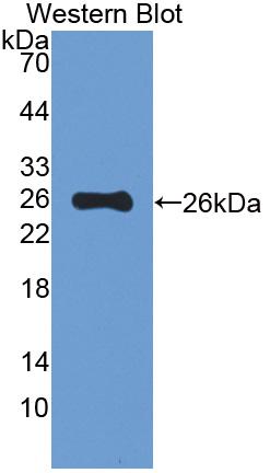 Mucin 5 Subtype B (MUC5B) Mouse FITC-Linked Polyclonal Antibody