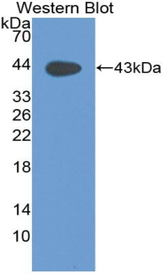 Mucin 5 Subtype B (MUC5B) Rat Polyclonal Antibody