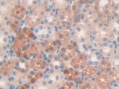 Mucin 5 Subtype B (MUC5B) Rat Polyclonal Antibody