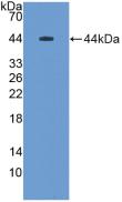 Mucin 5 Subtype B (MUC5B) Rat Polyclonal Antibody