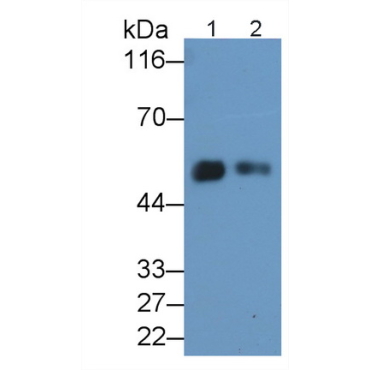 Cluster Of Differentiation 14 (CD14) Human Polyclonal Antibody