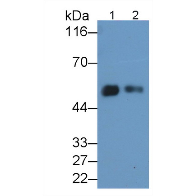 Cluster Of Differentiation 14 (CD14) Human Polyclonal Antibody