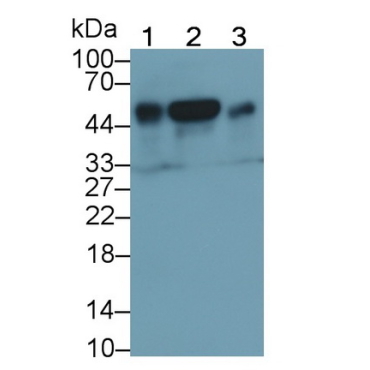 Cluster Of Differentiation 14 (CD14) Mouse Polyclonal Antibody