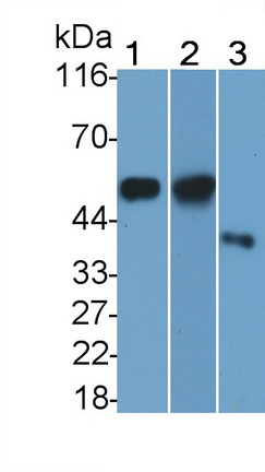 Cluster Of Differentiation 14 (CD14) Pig Polyclonal Antibody