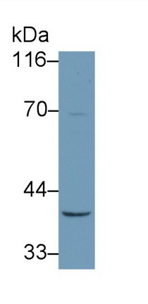 Cluster Of Differentiation 14 (CD14) Rat Polyclonal Antibody