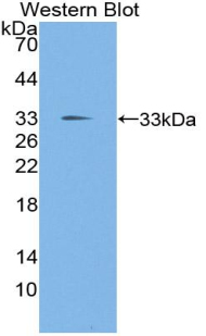 TGF Beta Inducible Early Response Gene 1 (TIEG1) Mouse Polyclonal Antibody