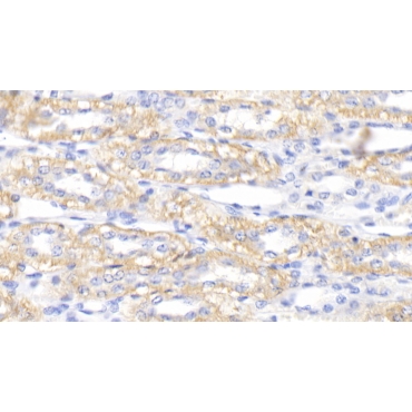 Procalcitonin (PCT) Canis familiaris; Canine (Dog) Polyclonal Antibody