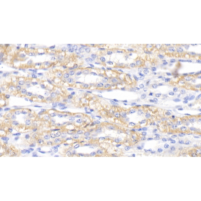 Procalcitonin (PCT) Canis familiaris; Canine (Dog) Polyclonal Antibody