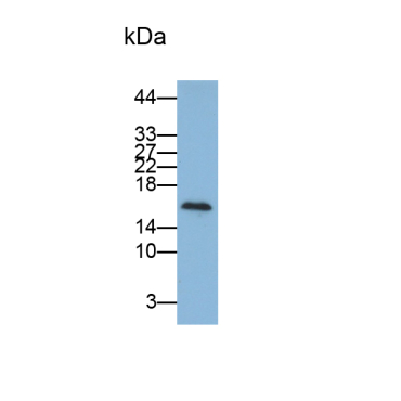 Procalcitonin (PCT) Mouse Polyclonal Antibody