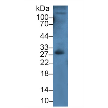 Kallikrein 8 (KLK8) Mouse Polyclonal Antibody
