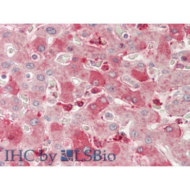 Neuropilin 1 (NRP1) Human Polyclonal Antibody