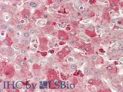 Neuropilin 1 (NRP1) Human Polyclonal Antibody