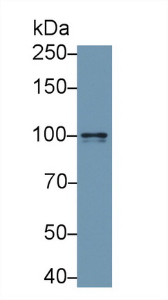Neuropilin 1 (NRP1) Human Polyclonal Antibody