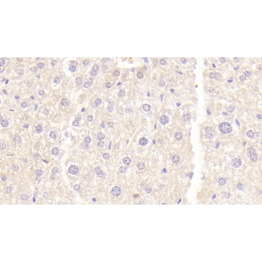 Neuropilin 1 (NRP1) Mouse Polyclonal Antibody
