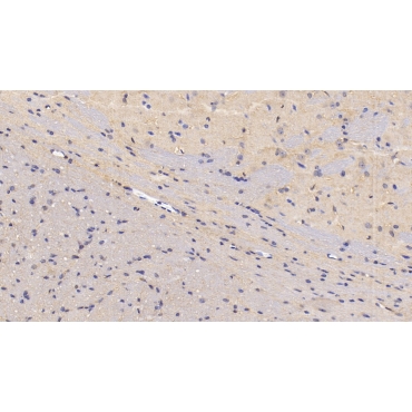 Neuropilin 1 (NRP1) Mouse Polyclonal Antibody