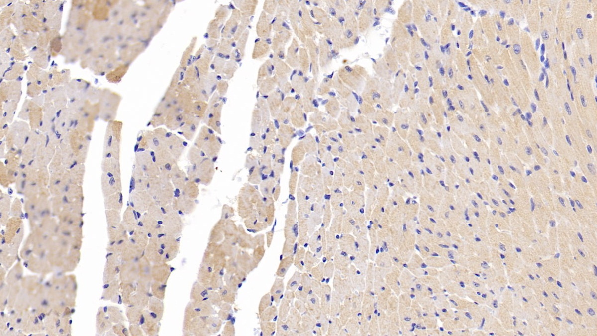 Neuropilin 1 (NRP1) Mouse Polyclonal Antibody