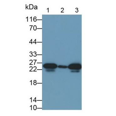 Heat Shock Protein 27 (Hsp27) Bovine (Cattle) Polyclonal Antibody