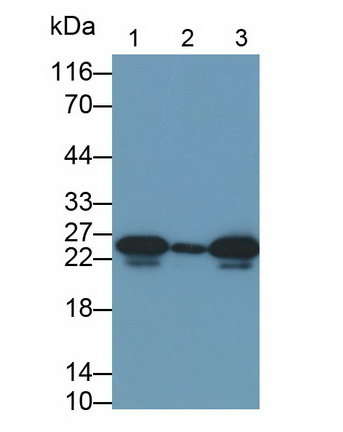 Heat Shock Protein 27 (Hsp27) Bovine (Cattle) Polyclonal Antibody