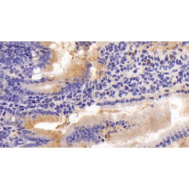 Myeloid Progenitor Inhibitory Factor 2 (MPIF2) Mouse Polyclonal Antibody